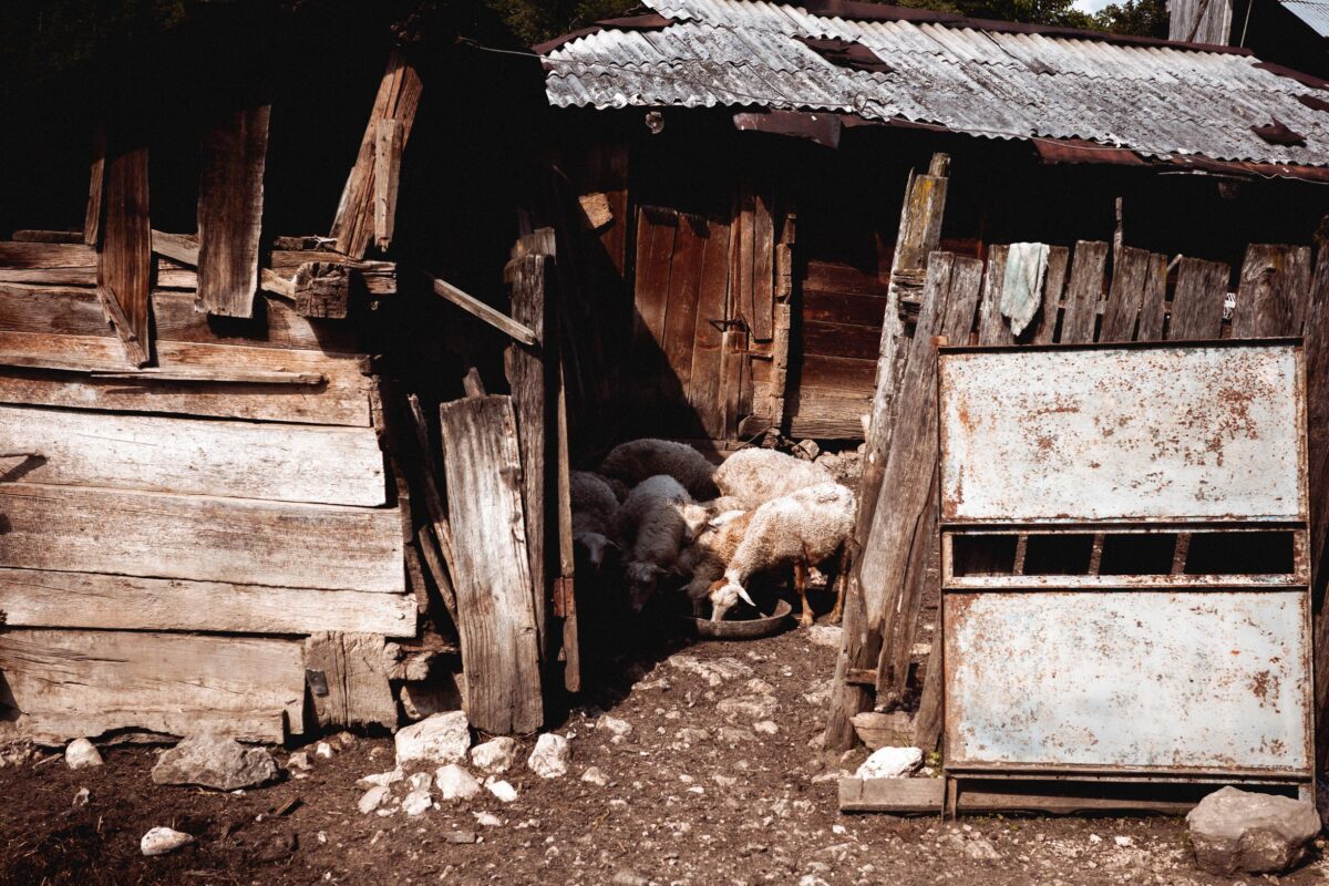 A photograph from Georgia. Sheep on a backyard of a village house
