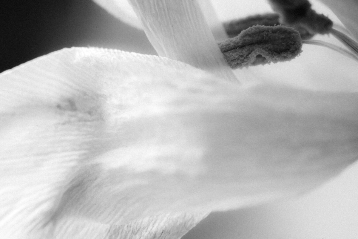 Why taking pictures of flowers won't help you to learn photography Fedor Vasilev Photographer In Berlin Picture of a flower in Black and white