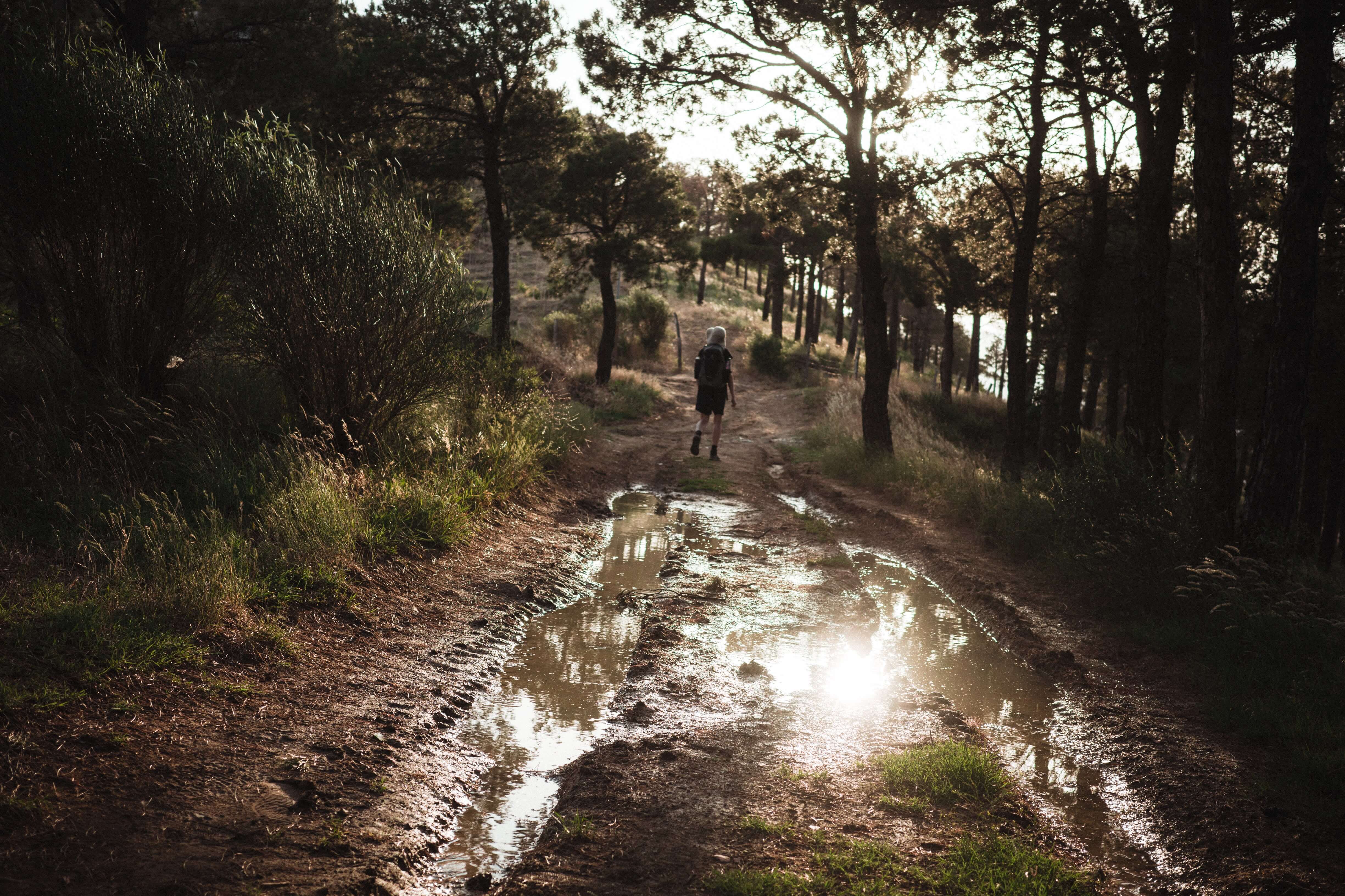 Photo of a person walking along a road in a forest on a sunny day