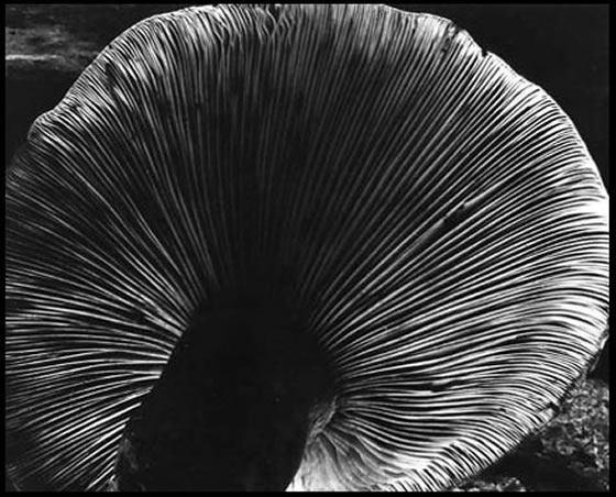 Why taking pictures of flowers won't help you to learn photography Fedor Vasilev Photographer In Berlin Pictures of flowers - Fedor Vasilev Corporate photographer in Berlin