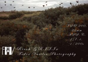 Camera settings info on a photograph with flying birds