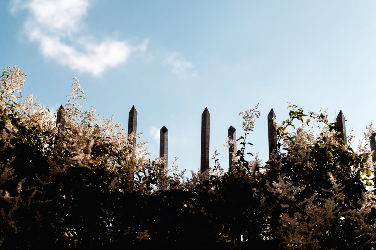 Street photos from Dusseldorf: A fence and flowers