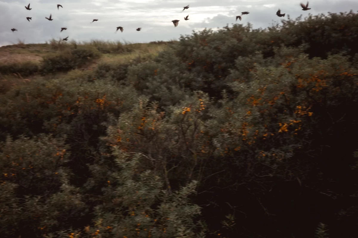 birds flying above bushes
