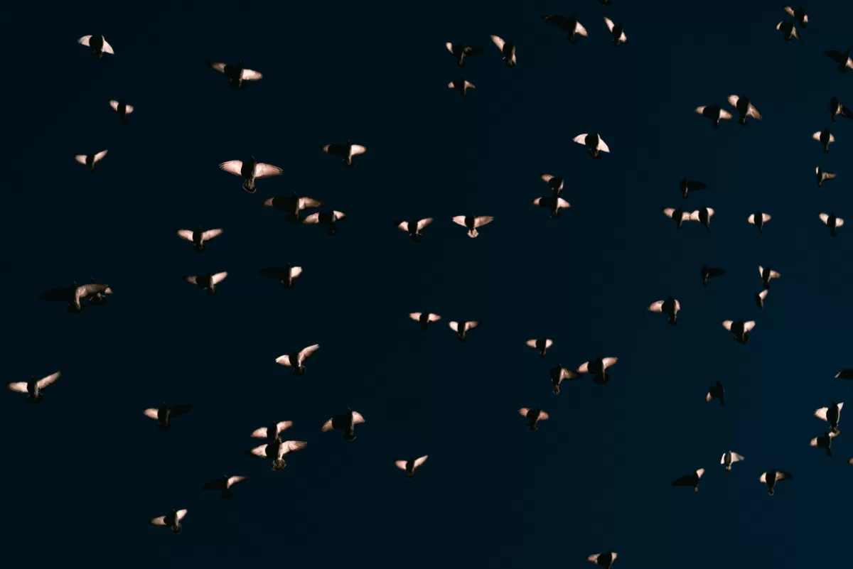 Using single focal length. Prime Lenses. Fedor Vasilev Photographer In Berlin A photo of birds flying in the sky above Vienna taken on a single focal length