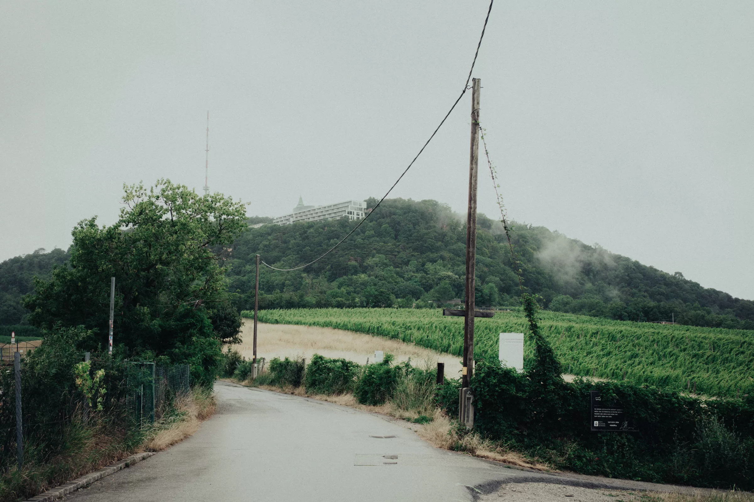 a landscape with a road and vineyards near Vienna ona rainy day
