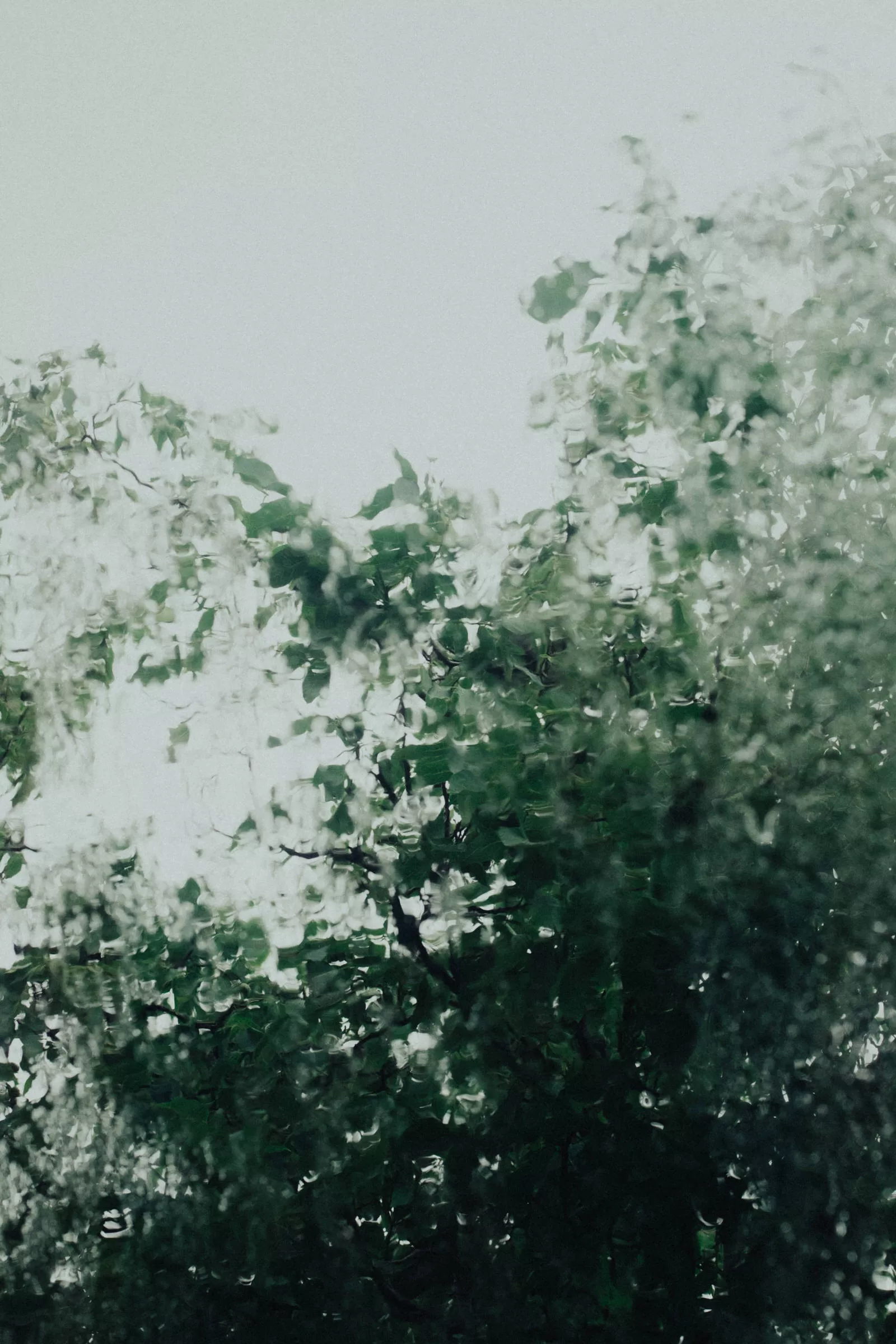 Minimalist photo of treebranches on a rainy day through a window