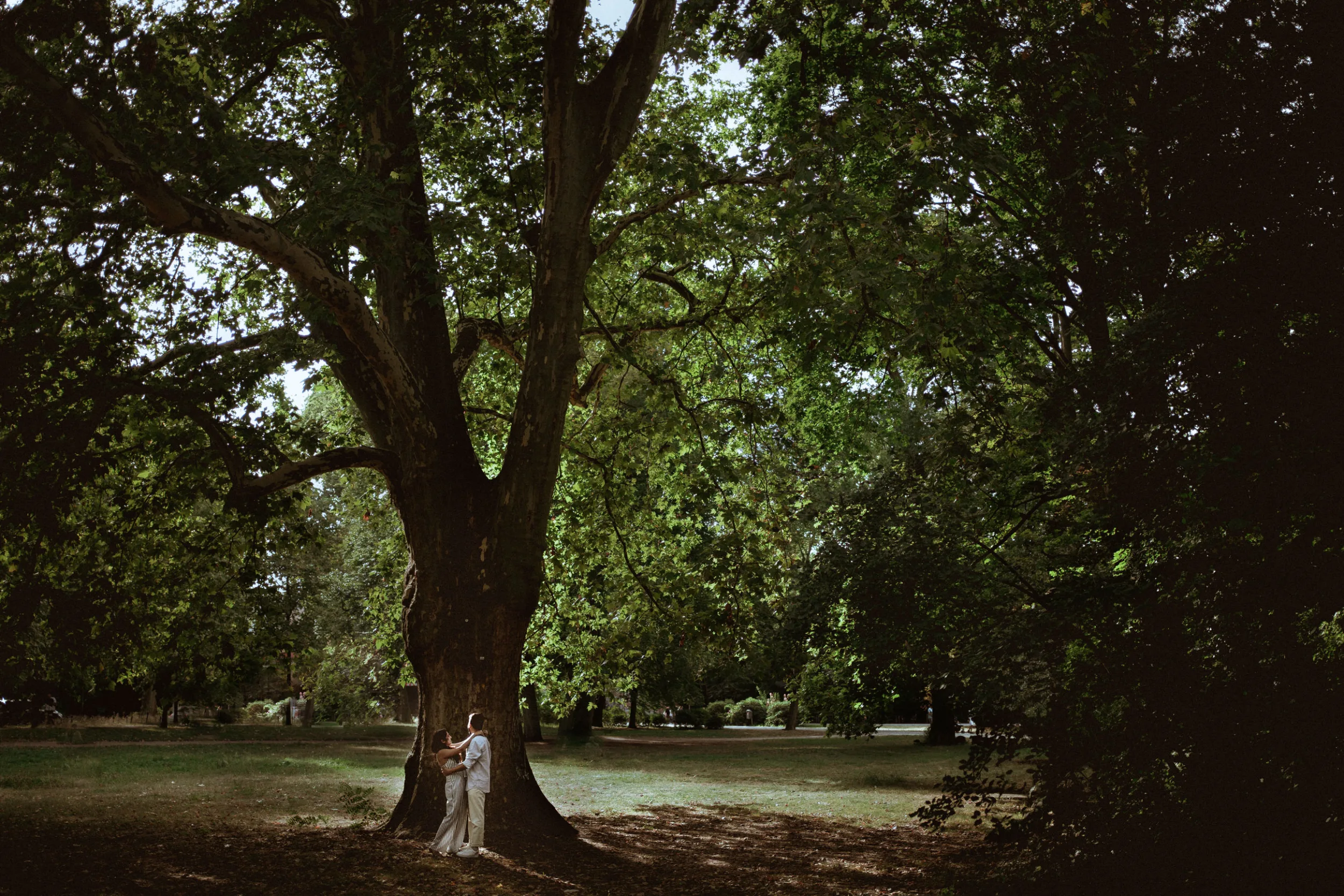 A couple hugging under a bit tree on a sunny day